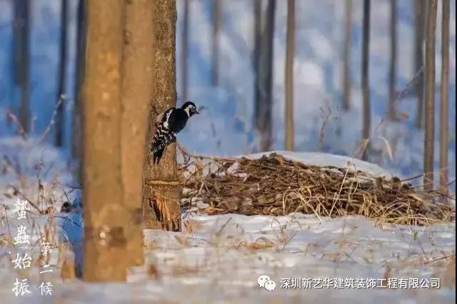 立春3.jpg